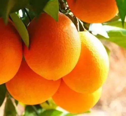 贛南“橙富美” 身價(jià)668億，18姐妹各展風(fēng)華