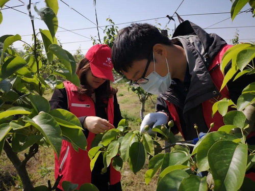 豐收，是最美的色彩——家禽家畜篇